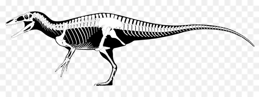 Esqueleto De Dinossauro，Fóssil PNG