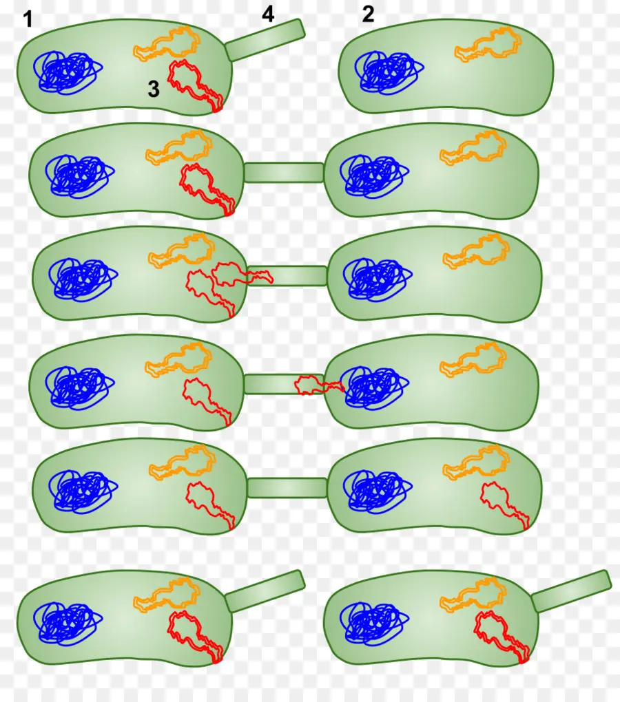 Conjugação Bacteriana，Horizontal Transferência De Genes PNG
