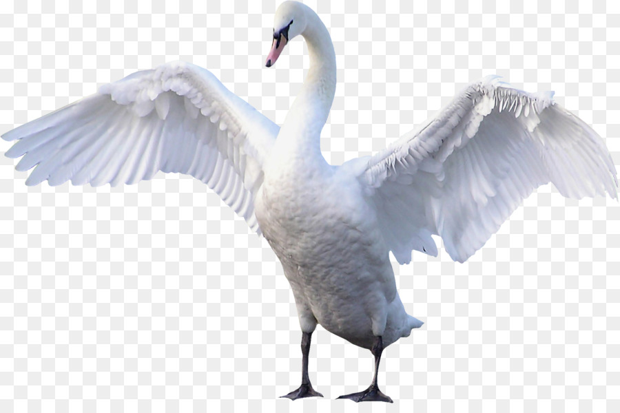 Cisne，Pássaro PNG