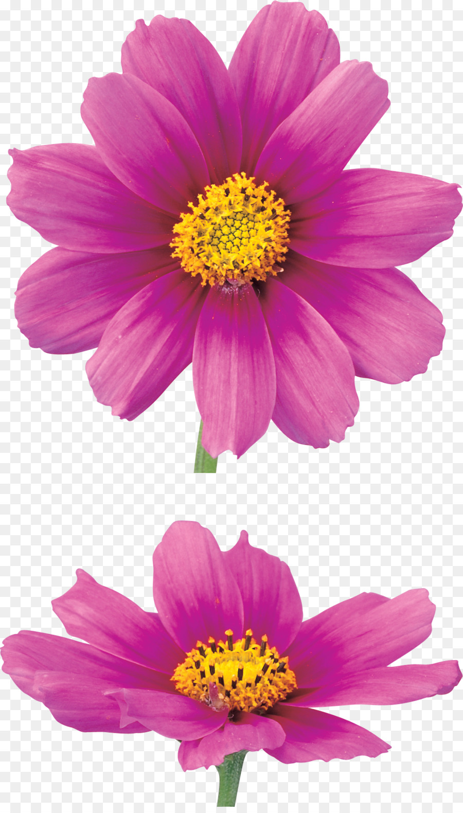 Flores Cor De Rosa，Florescer PNG