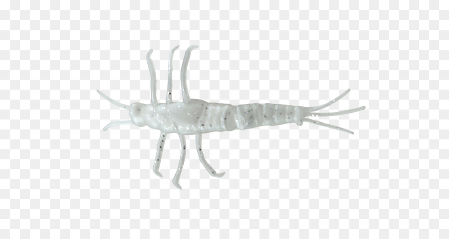 Inseto，Mayfly PNG