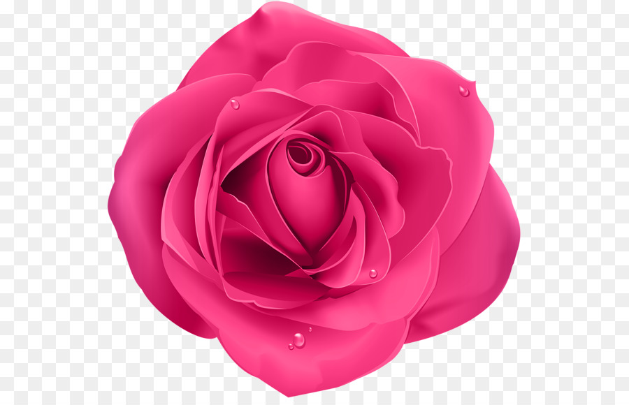 Rosa Roxa，Florescer PNG