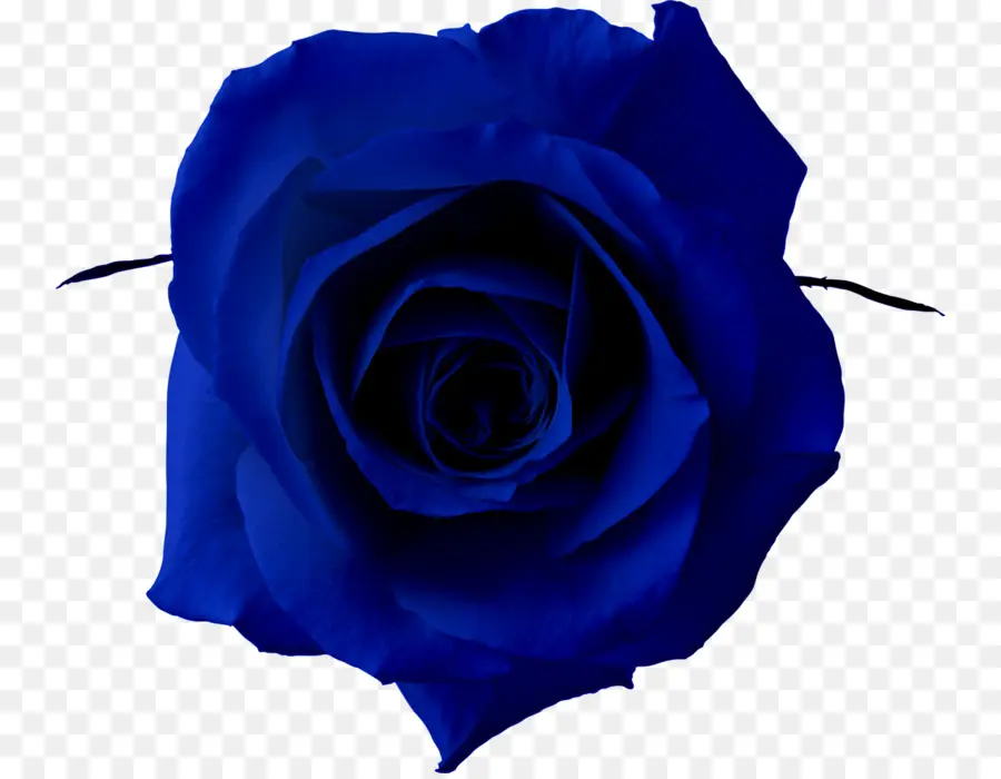 Rosa Azul，Azul PNG