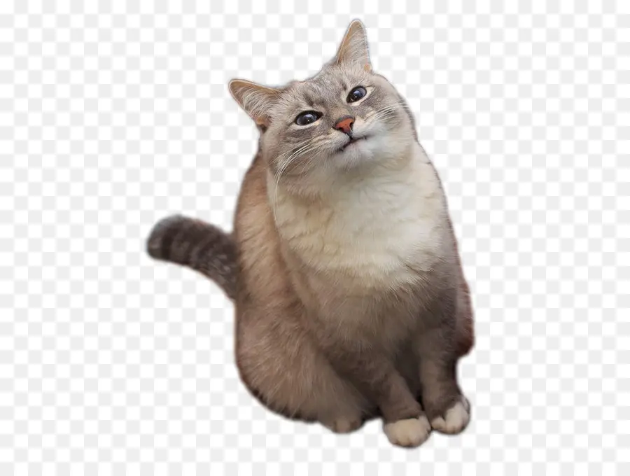 Blini，Gato PNG