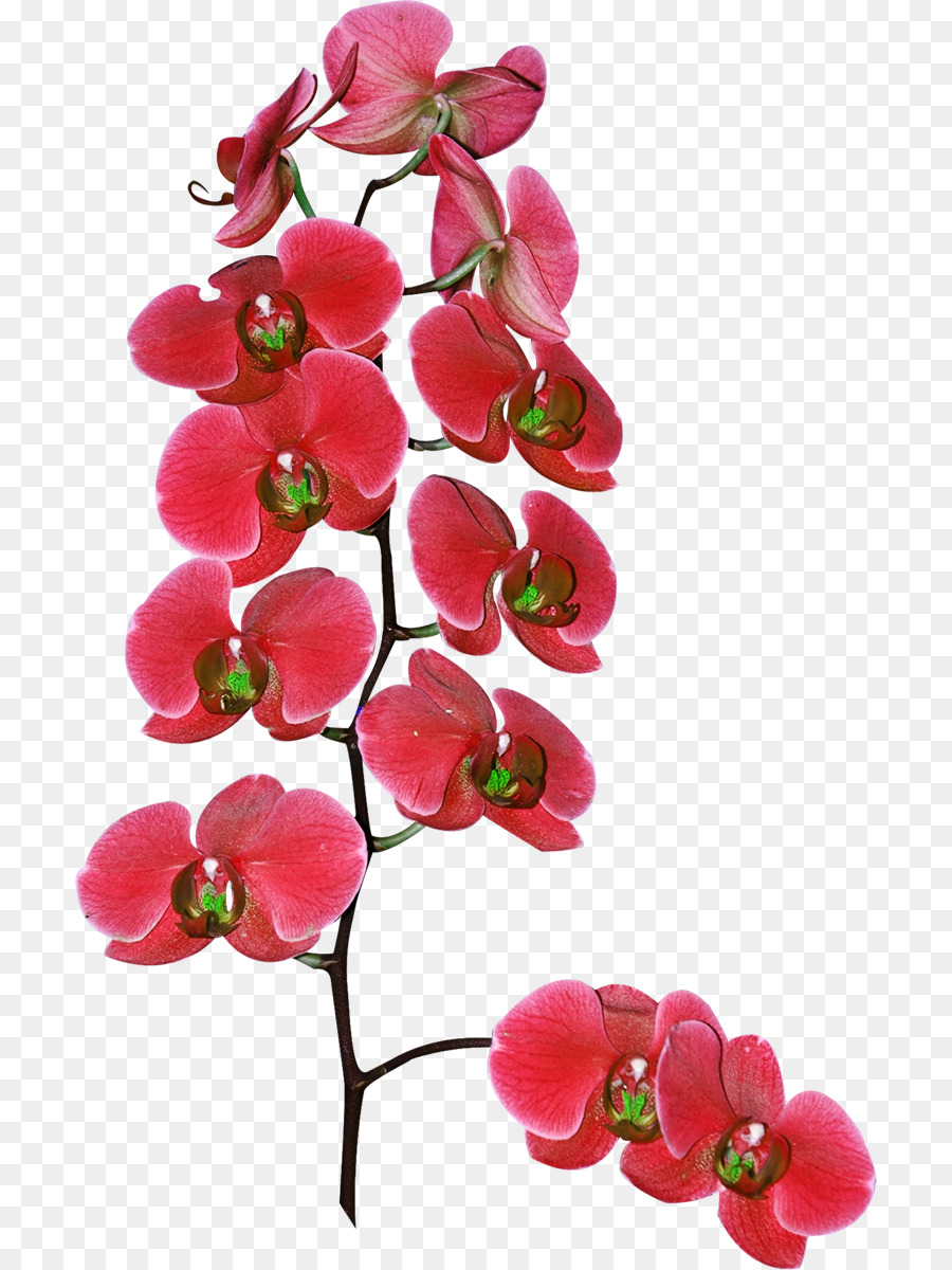 Orquídea Vermelha，Orquídea PNG