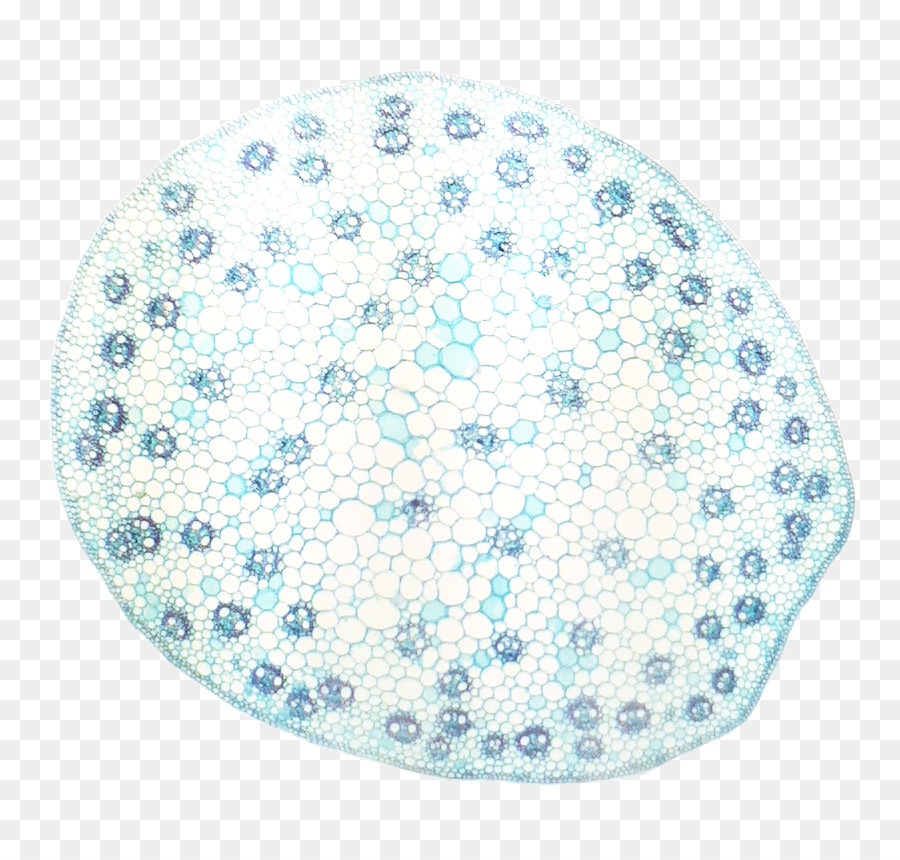 Dicotyledon，Vascular Bundle PNG