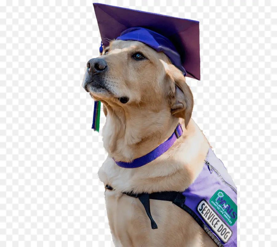 Cão De Serviço，Chapéu De Formatura PNG