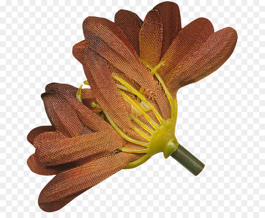 Flor，Pétala PNG