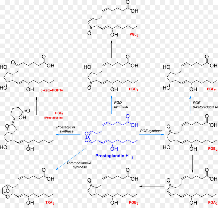 A Prostaglandina，A Prostaglandina H2 PNG