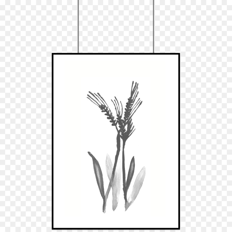 Planta，Gramíneas PNG