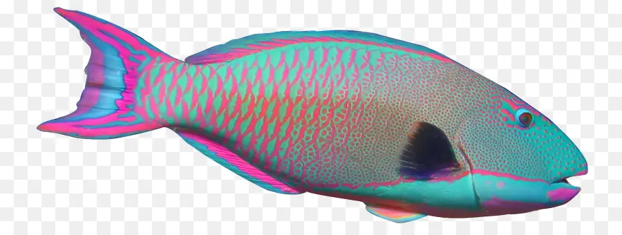Papagaio，Angelfish PNG