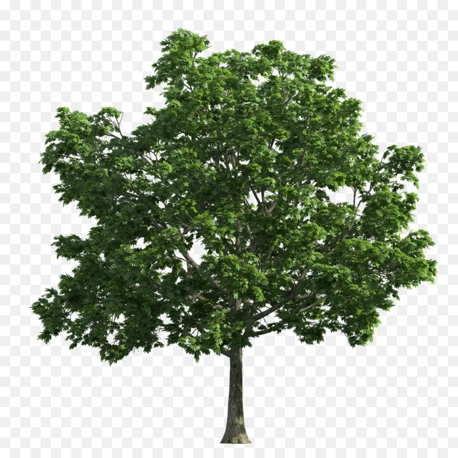 árvore，Carvalho PNG