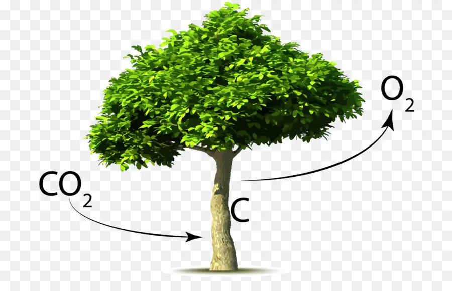 O Dióxido De Carbono，árvore PNG