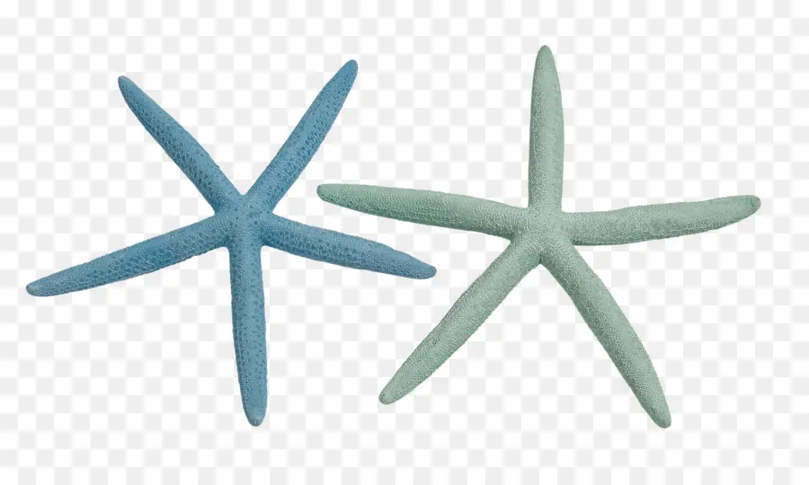 Estrela Do Mar，Invertebrados PNG