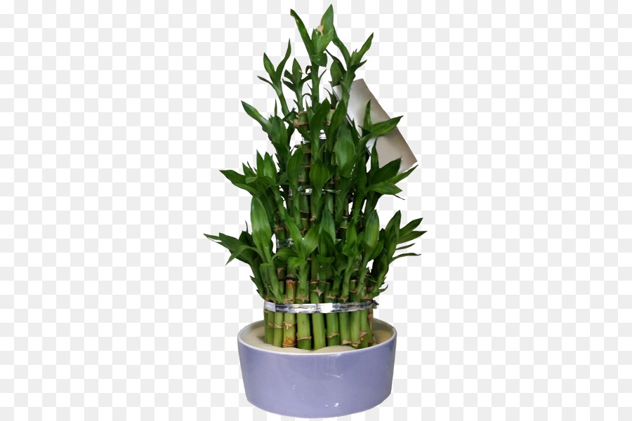 Flowerpot，Planta De Casa PNG