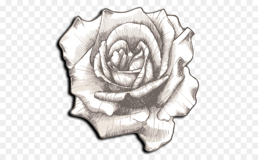 Rosa，Flor PNG