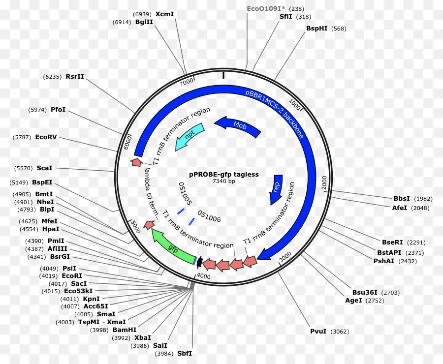 Diagrama Circular，Gráfico PNG