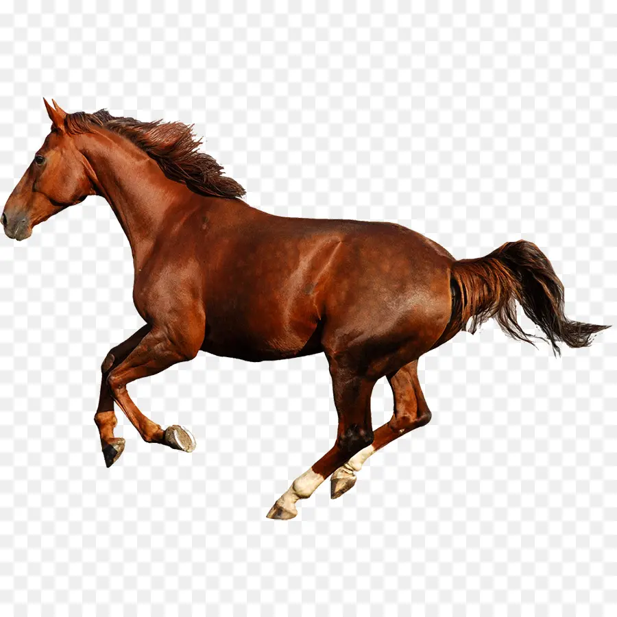 Cavalo，Equino PNG