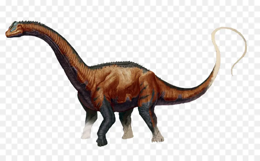Arca De Sobrevivência Evoluiu，Brontosaurus PNG