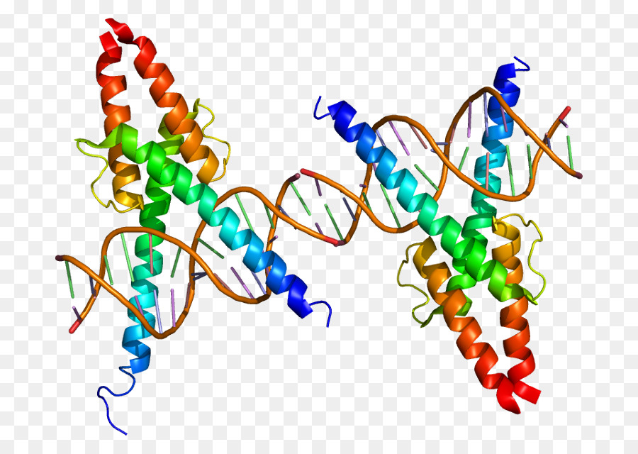 Estrutura Do Dna，Genética PNG