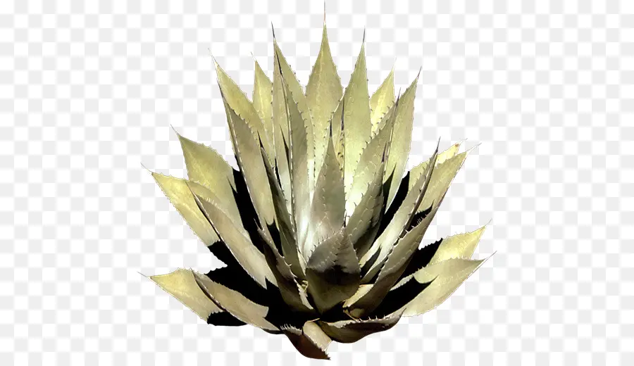 Planta De Agave，Plantar PNG