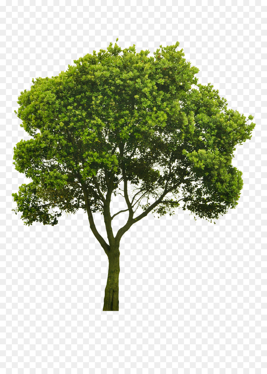 árvore，Fotografia De Stock PNG