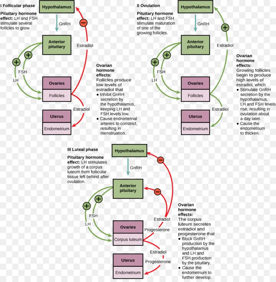 Ciclo Ovariano，Hormônio PNG