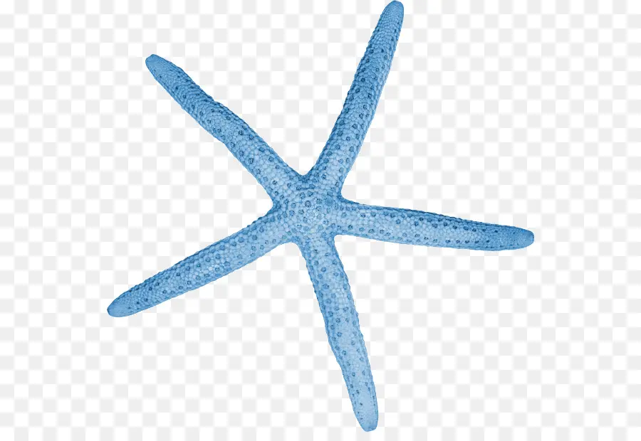 Estrela Do Mar，Invertebrados PNG