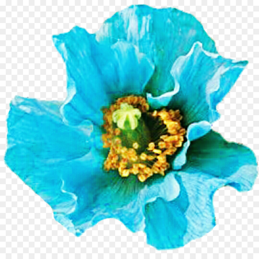 Flor, Turquesa, Azul png transparente grátis