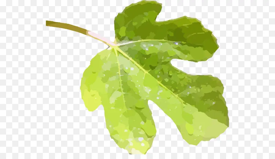 Fig Leaf，Figueira Comum PNG