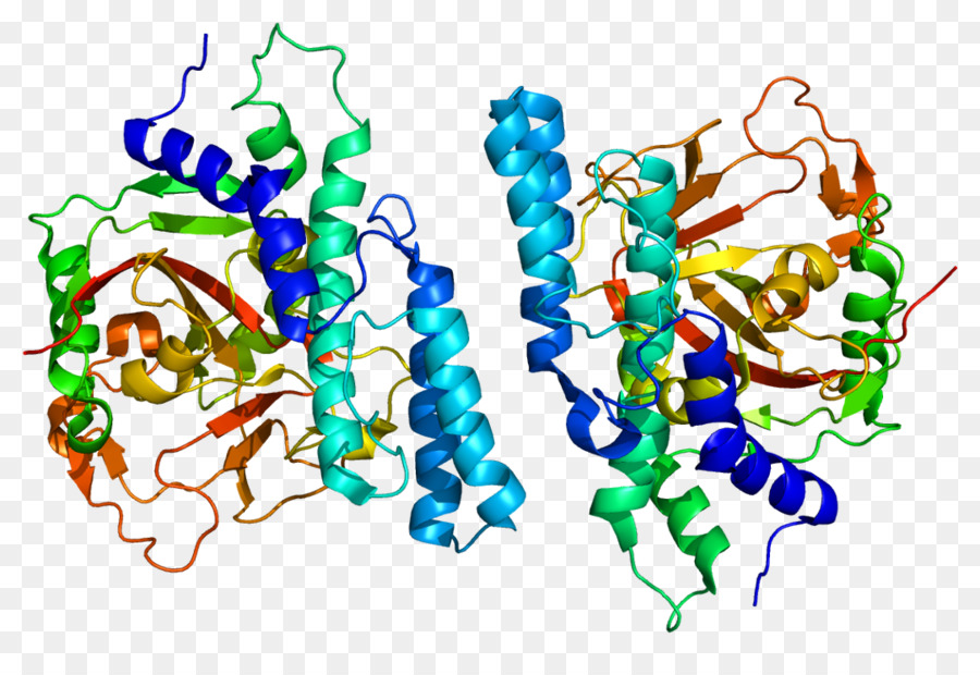 Poli Adpribose Polimerase，Parp1 PNG