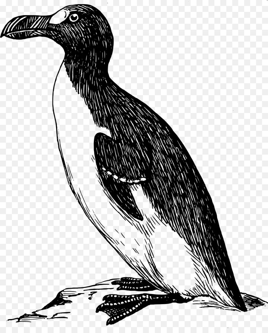 Pinguim，Pássaro PNG