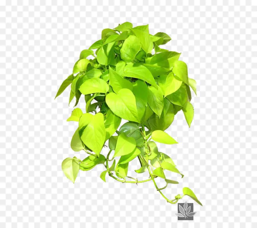 Planta Interscapes，Diabo Ivy PNG