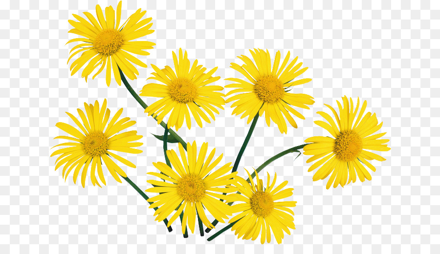 Flor，Amarelo PNG