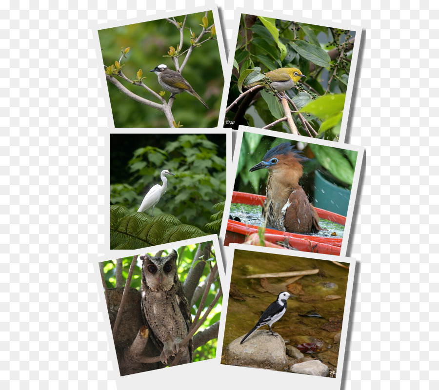 Aves，A Fauna PNG