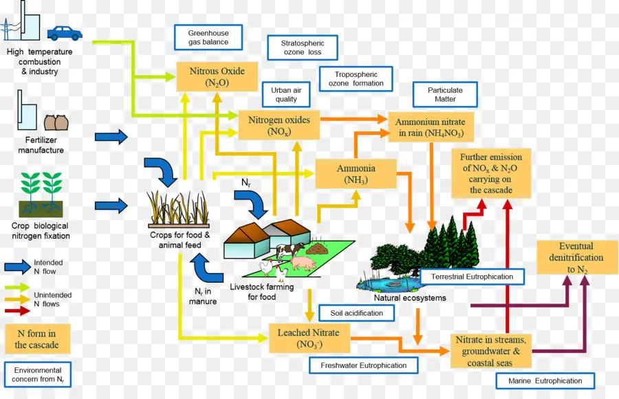 Ciclo Do Nitrogênio，Fluxograma PNG