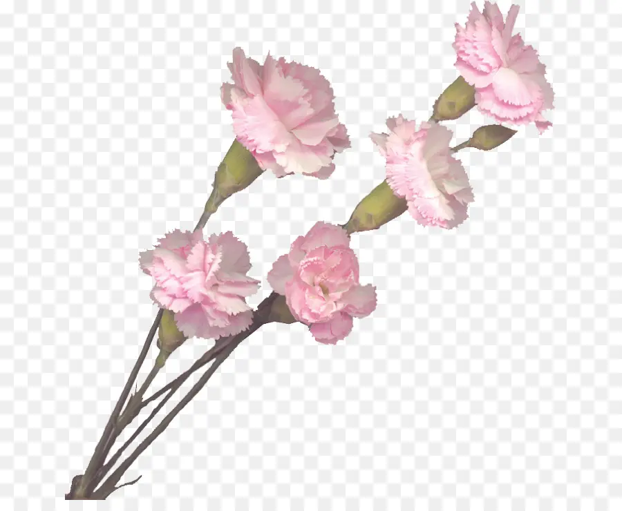 Cravo，Flores Cor De Rosa PNG