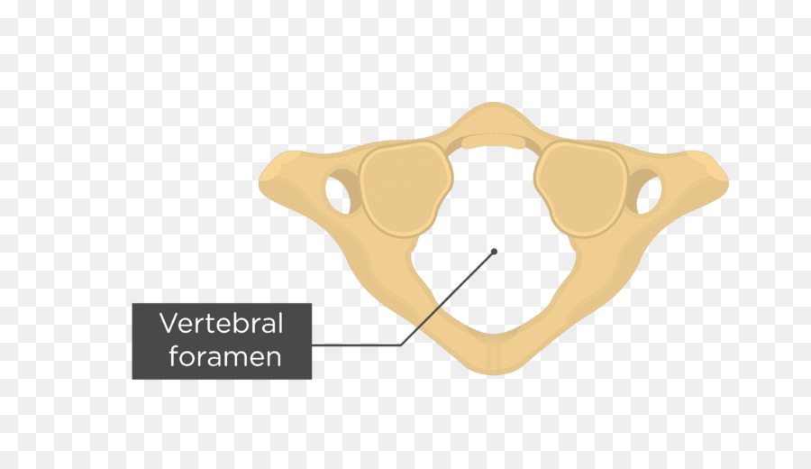 Osso，Comum PNG