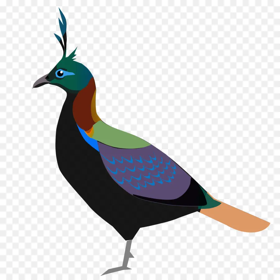 Aves，Uttarakhand PNG
