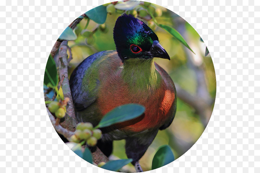 Krantzkloof Reserva Natural，Aves PNG