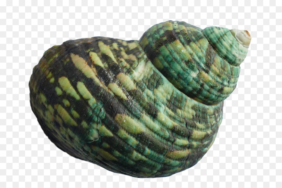 Seashell，Berbigão PNG