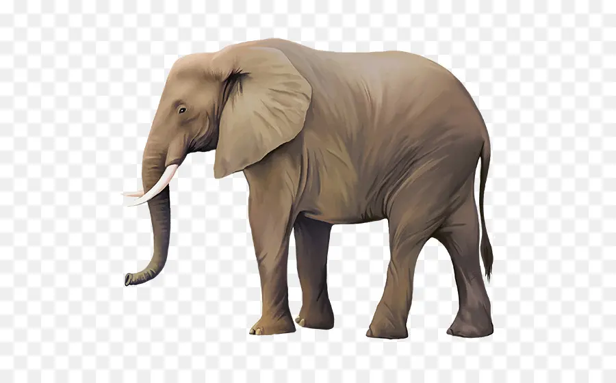 Elefante，Presas PNG