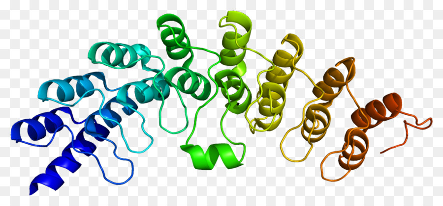 Ribonuclease，Ribonuclease L PNG