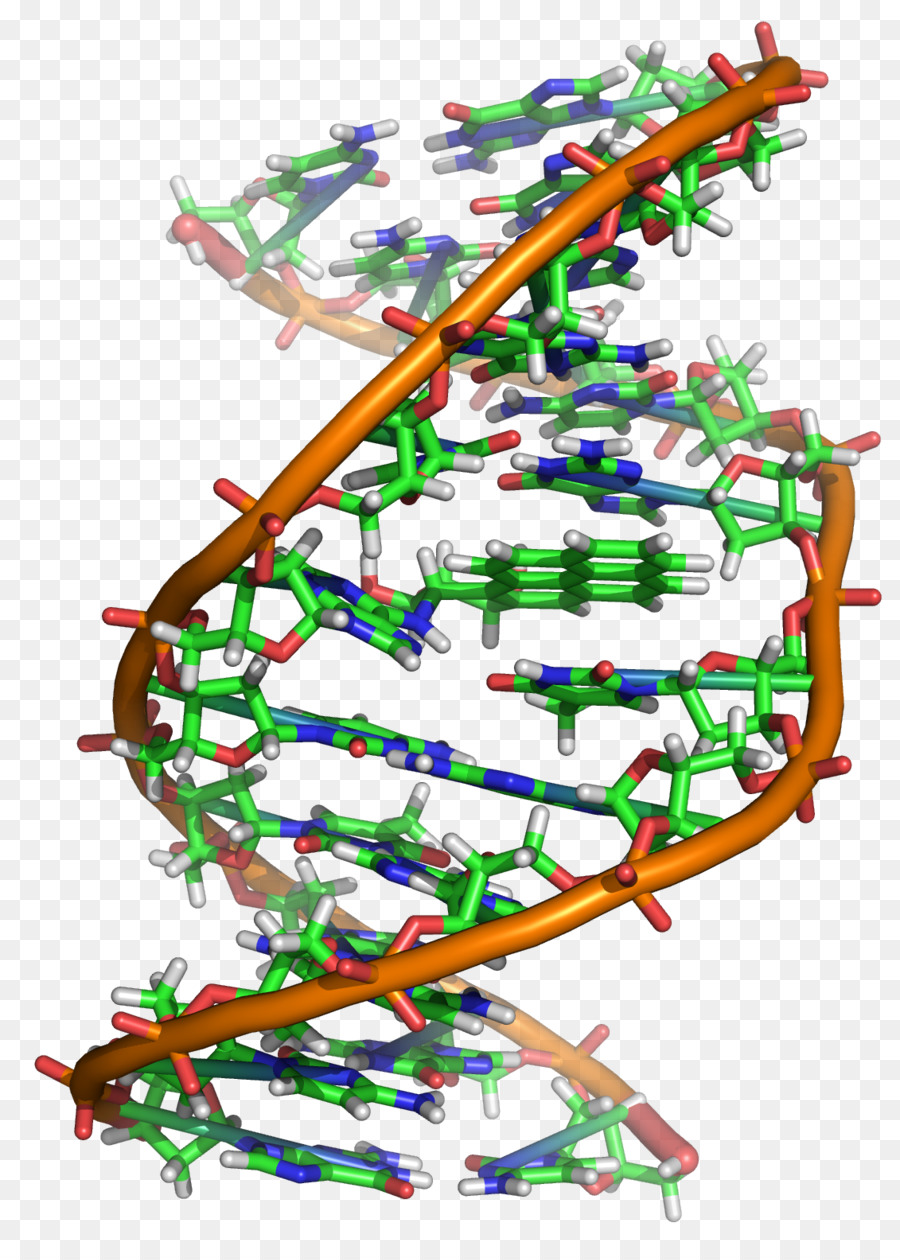 Estrutura Do Dna，Genética PNG