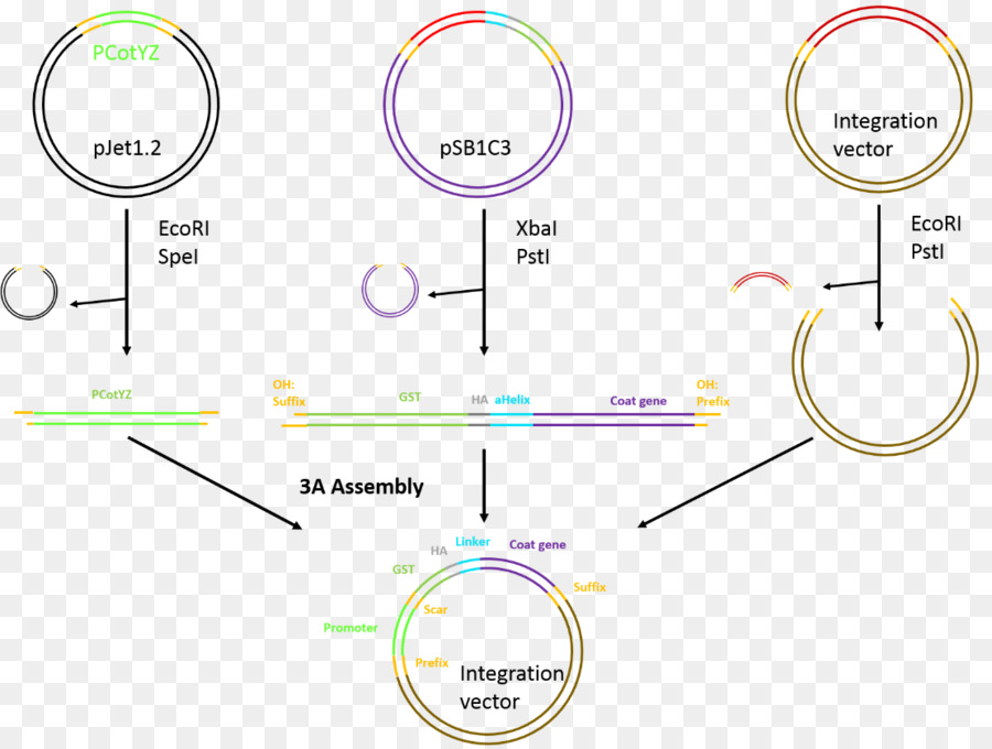 International Genetically Engineered Machine，Gibson Assembleia PNG