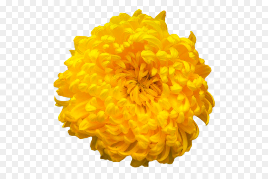 Flor，Amarelo PNG