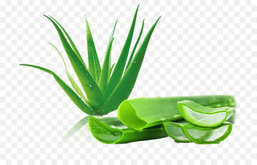 Aloe Vera，Verde PNG