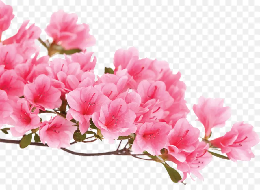 Azalea，Flores Cor De Rosa PNG