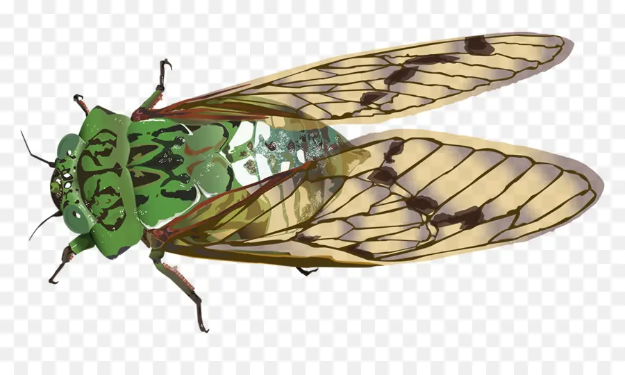 Cigarra Verde，Asas PNG