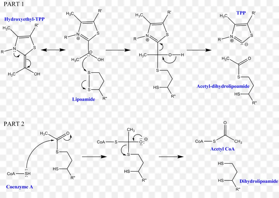 Dihydrolipoyl Transacetylase，Dihydrolipoamide Desidrogenase PNG